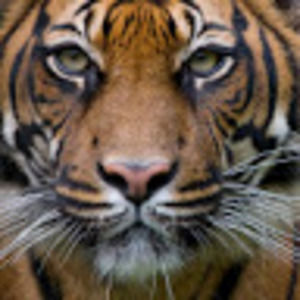 Meet your Posher, Ruth